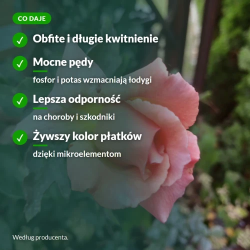 Nawóz do róż Sumin: kwitnienie, mocne pędy, odporność