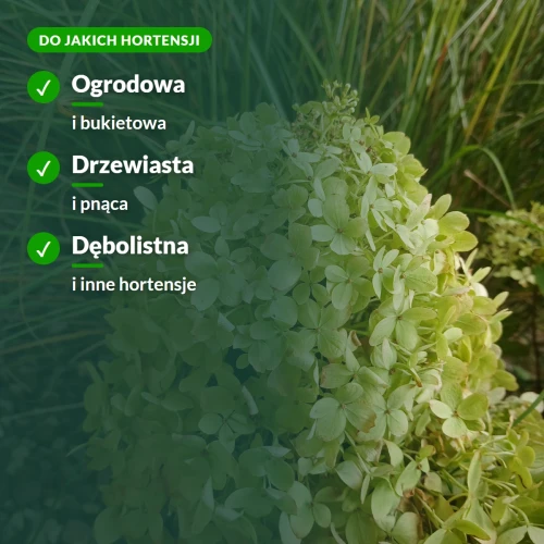 Nawóz do hortensji: ogrodowa, bukietowa, drzewiasta, pnąca, dębolistna