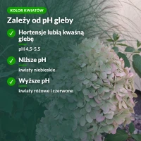 Kolor kwiatów hortensji zależy od pH gleby