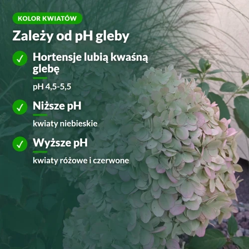 Kolor kwiatów hortensji zależy od pH gleby