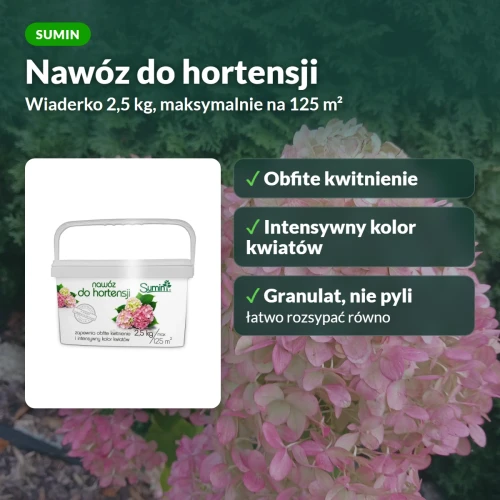 Nawóz do hortensji Sumin: obfite kwitnienie i intensywny kolor kwiatów