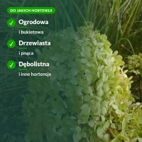 Nawóz do hortensji: ogrodowa, bukietowa, drzewiasta, pnąca, dębolistna