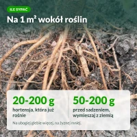 Nawóz do hortensji Sumin: dawki na 1 m²