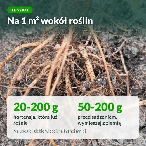 Nawóz do hortensji Sumin: dawki na 1 m²