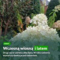 Kiedy nawozić hortensje: wczesną wiosną i latem