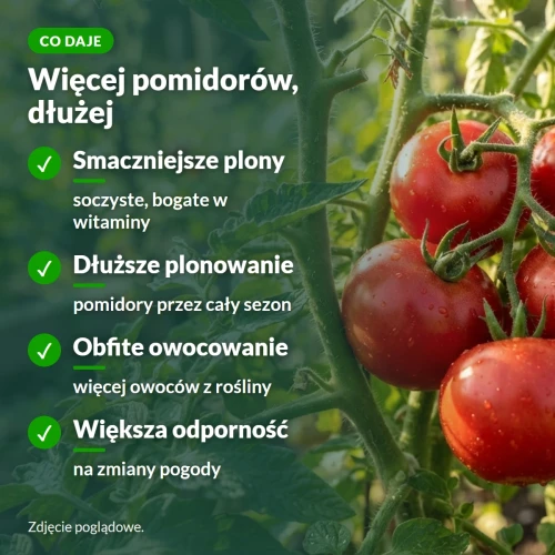 Ekopomidor: smaczniejsze plony, dłuższe plonowanie, więcej owoców