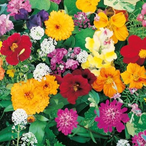 Mieszanka Kwiatów Last Minute – Nasiona – Kiepenkerl