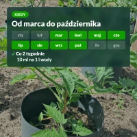 Kiedy stosować Ekopomidor: od marca do października