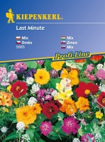 Mieszanka Kwiatów Last Minute – Nasiona – Kiepenkerl - przód