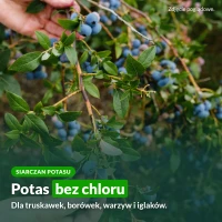 Siarczan potasu: potas bez chloru dla truskawek, borówek, warzyw i iglaków
