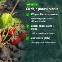 Jak działa siarczan potasu: owoce, odporność na suszę i mróz, zakwasza glebę