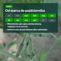 Kiedy stosować siarczan potasu: od marca do października