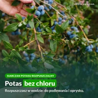 Siarczan potasu rozpuszczalny: potas bez chloru do podlewania i oprysku