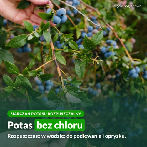 Siarczan potasu rozpuszczalny: potas bez chloru do podlewania i oprysku