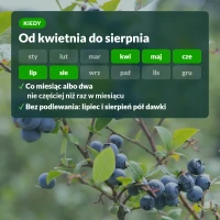 Kiedy nawozić borówki: od kwietnia do sierpnia