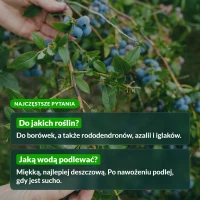 Nawóz do borówek Sumin: najczęstsze pytania