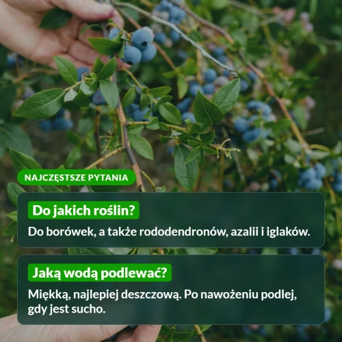 Nawóz do borówek Sumin: najczęstsze pytania