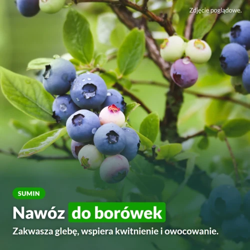 Sumin nawóz do borówek: zakwasza glebę, wspiera kwitnienie i owocowanie