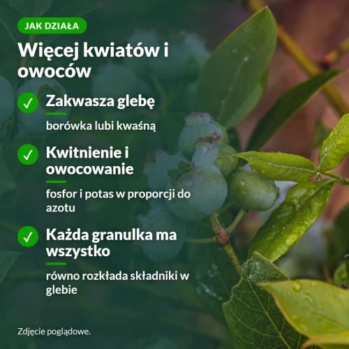 Jak działa nawóz do borówek Sumin