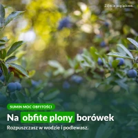Sumin Moc Obfitości: na obfite plony borówek