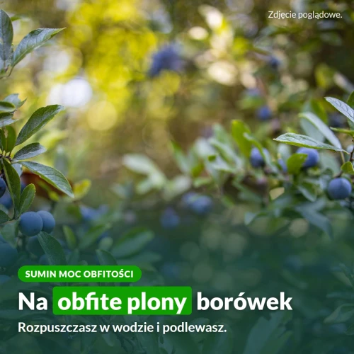 Sumin Moc Obfitości: na obfite plony borówek