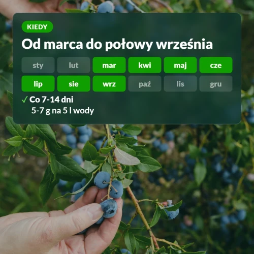 Kiedy stosować Moc Obfitości: od marca do połowy września