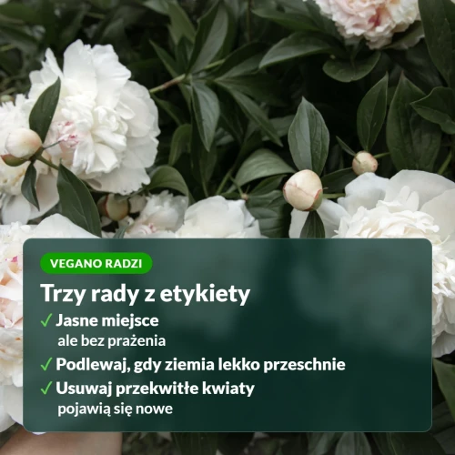 Vegano radzi: trzy rady dla roślin kwitnących