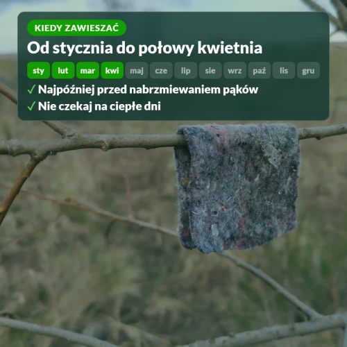 Kiedy zawieszać dobroczynka: zimą, od stycznia do połowy kwietnia