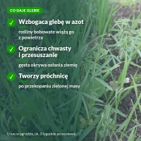 Co poplon daje glebie: azot, mniej chwastów, próchnica