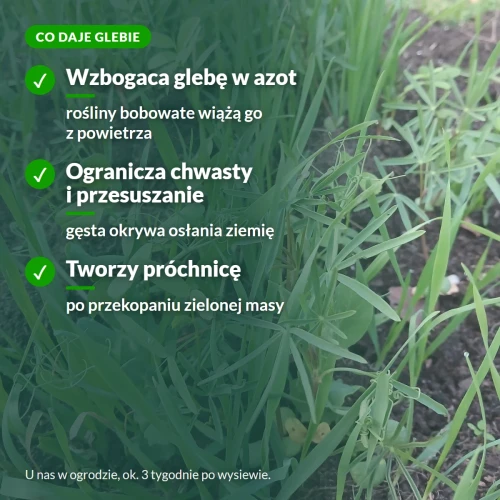 Co poplon daje glebie: azot, mniej chwastów, próchnica