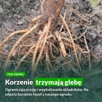 Korzenie roślin strączkowych trzymają glebę