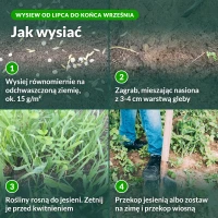 Jak wysiać poplon Fabryka Azotu, 4 kroki