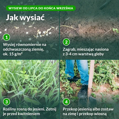 Jak wysiać poplon Fabryka Azotu, 4 kroki