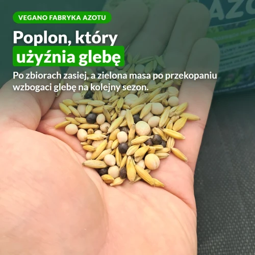 Vegano Fabryka Azotu, mieszanka poplonowa użyźniająca glebę