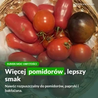 Sumin Moc Obfitości do pomidorów: więcej pomidorów, lepszy smak