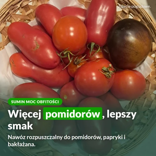 Sumin Moc Obfitości do pomidorów: więcej pomidorów, lepszy smak