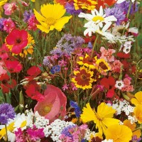 Mieszanka Kwiatów Polnych – Nasiona – Kiepenkerl