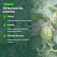 Jak działa Moc Obfitości do pomidorów: potas i fosfor od korzeni do owoców