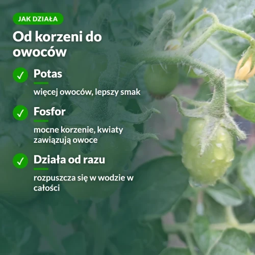 Jak działa Moc Obfitości do pomidorów: potas i fosfor od korzeni do owoców