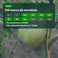 Kiedy nawozić pomidory Moc Obfitości: od marca do września