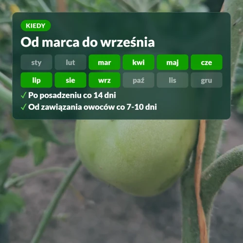 Kiedy nawozić pomidory Moc Obfitości: od marca do września