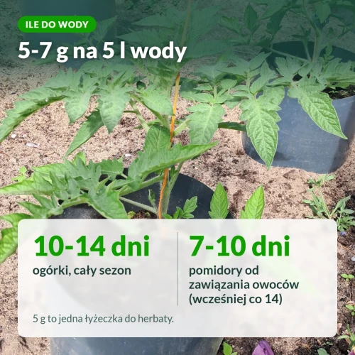 Zestaw Moc Obfitości: 5-7 g na 5 l wody, ogórki co 10-14 dni, pomidory co 7-10 dni