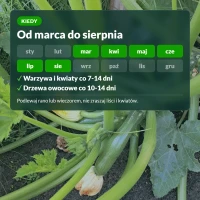 Kiedy stosować nawóz uniwersalny płynny Sumin: od marca do sierpnia