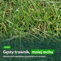 Sumin nawóz do trawników z mchem: gęsty trawnik, mniej mchu