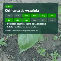 Kiedy stosować nawóz płynny do pomidorów Sumin: od marca do września