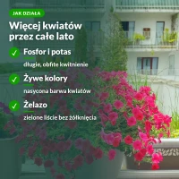 Jak działa Moc Obfitości do balkonowych: fosfor, potas i żelazo