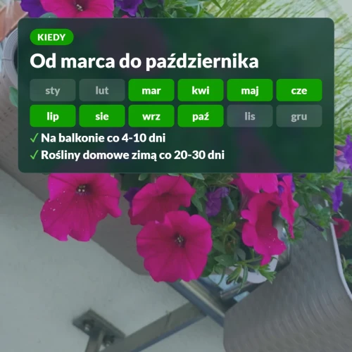 Kiedy stosować Moc Obfitości do balkonowych: od marca do października