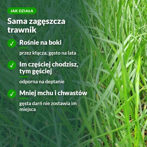 Jak działa trawa samozagęszczająca Substral: kłącza, odporna na deptanie, mniej mchu