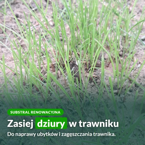 Substral Renowacyjna: trawa do zasiania dziur w trawniku
