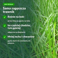 Jak działa trawa samozagęszczająca Substral: kłącza, odporna na deptanie, mniej mchu